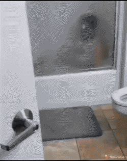 고양이와 목욕 .gif | 인스티즈