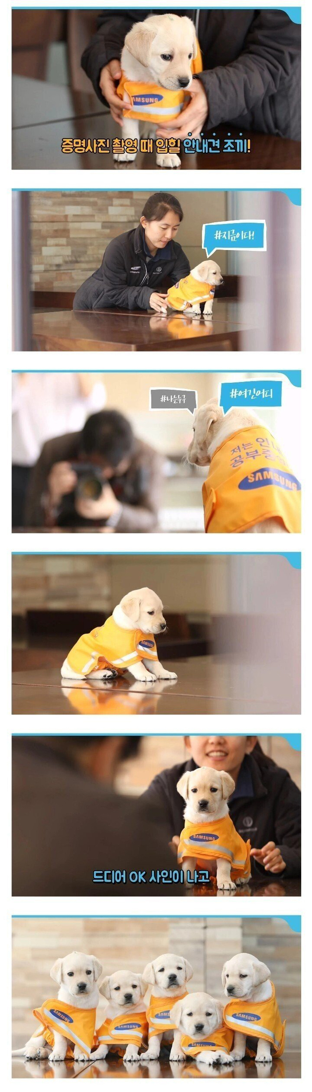 증명사진 찍는 견습 안내견들 | 인스티즈