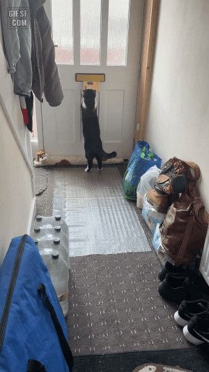 우편물 받는 냥이 | 인스티즈