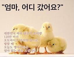 맛있다고 또 먹어대는 치킨… 이래도 드시겠습니까? | 인스티즈