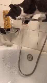 집사!!! 도움!! | 인스티즈