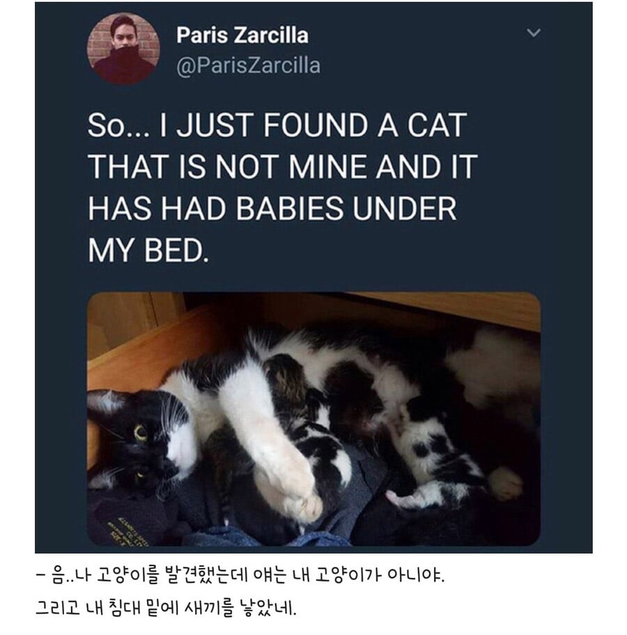 우울증 걸린 사람집에 고양이가 들어옴 | 인스티즈