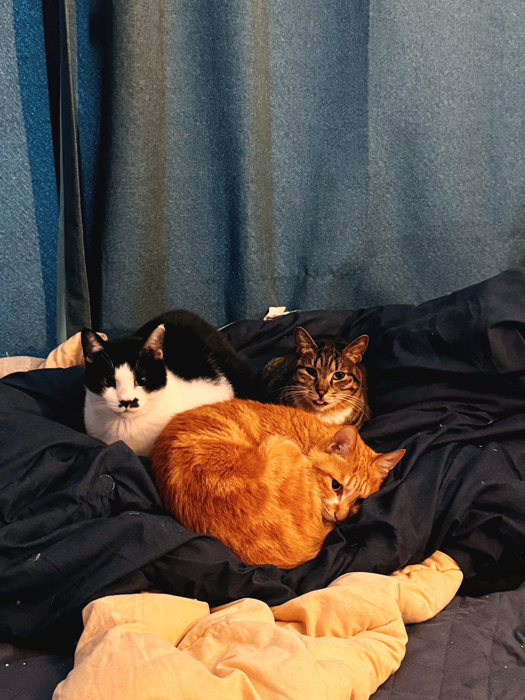 길냥이 길댕이 맘에들면 주워가라길래 주워옴 | 인스티즈