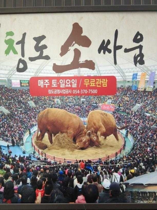서울 촌놈들은 모르는 실제 소 크기 | 인스티즈