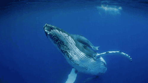 경이로운 고래의 모습들 | 인스티즈