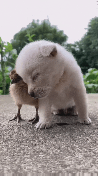 아기 새 친구한테 기대서 조는 댕댕이.gif | 인스티즈