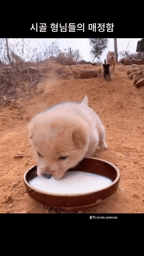 강한자만이 살아 남는 시골 똥개의 세계 .gif | 인스티즈