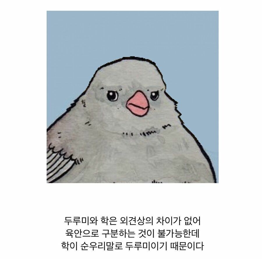 두루미와 학을 구분하기 어려운 이유 | 인스티즈