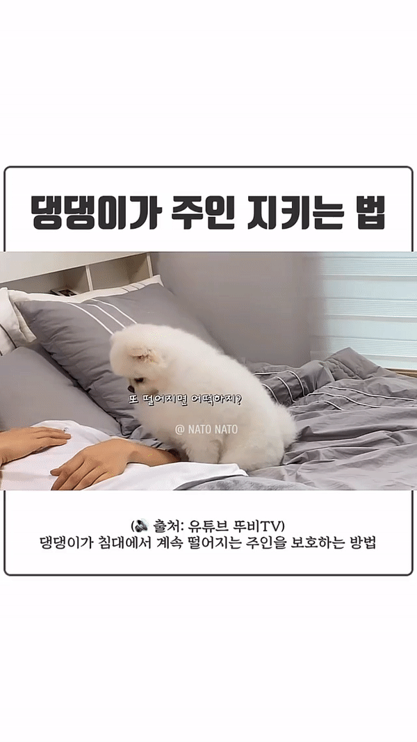 침대에서 자꾸 떨어지는 주인을 본 댕댕이의 반응.gif | 인스티즈