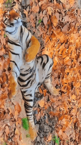 꿀잠자는 호랑이 | 인스티즈