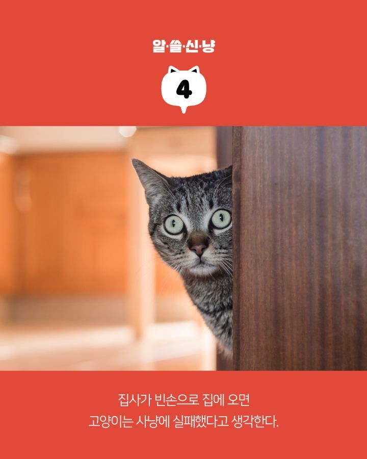 고양이들에 대한 tmi | 인스티즈