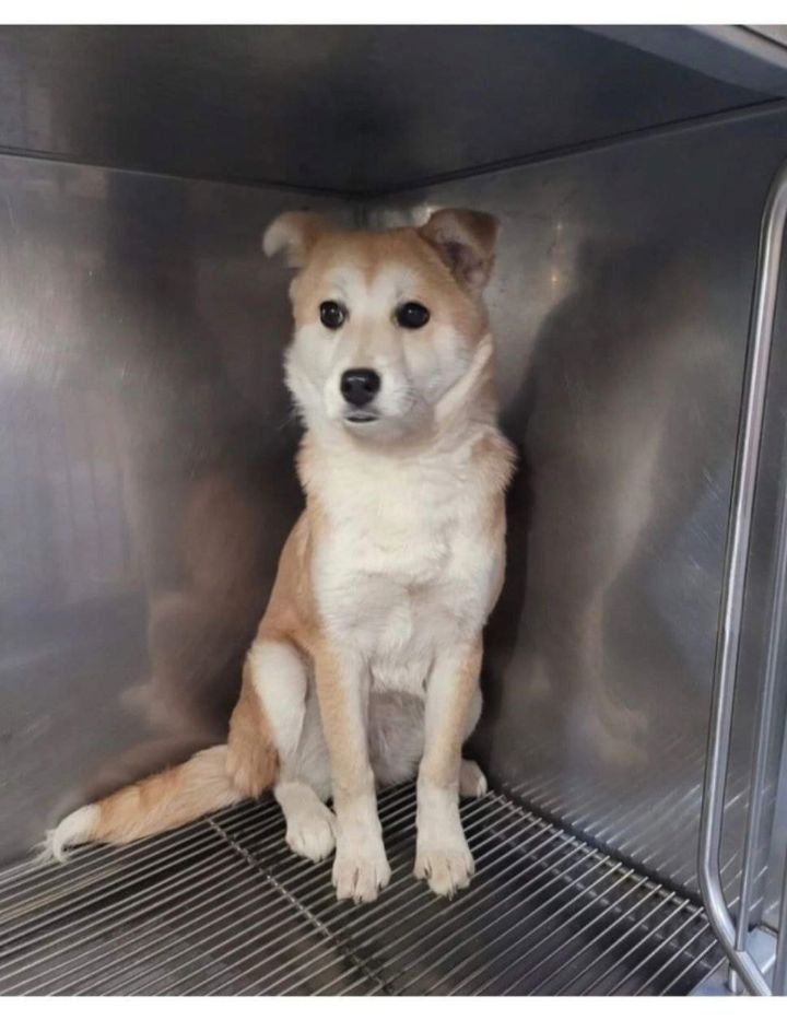 터널앞에 버려져서 비 쫄딱 맞던 댕댕이는 결국... | 인스티즈