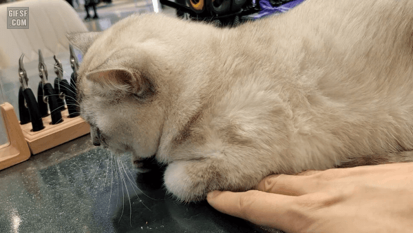 집사한테 삐진 고양이.gif | 인스티즈