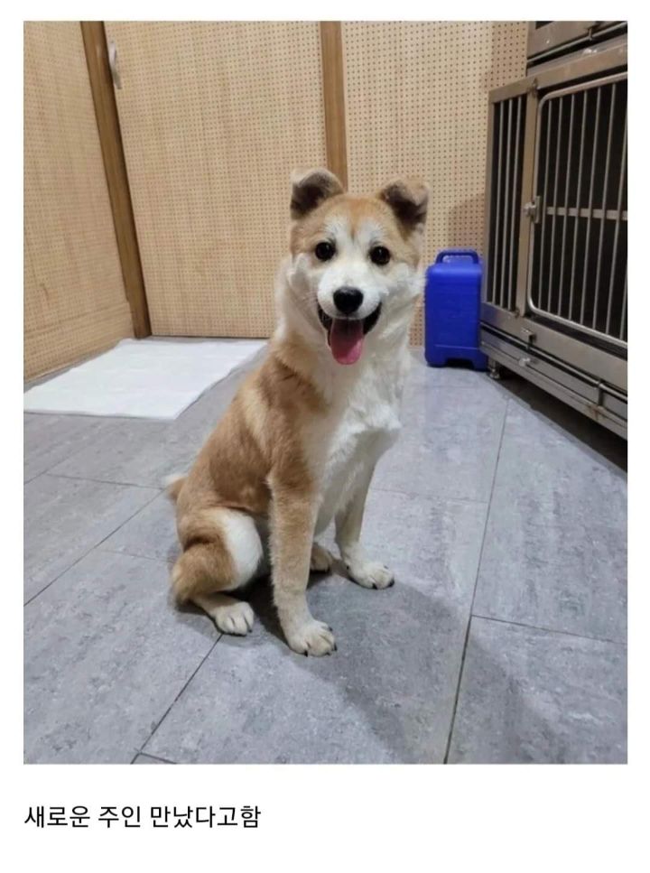 터널앞에 버려져서 비 쫄딱 맞던 댕댕이는 결국... | 인스티즈