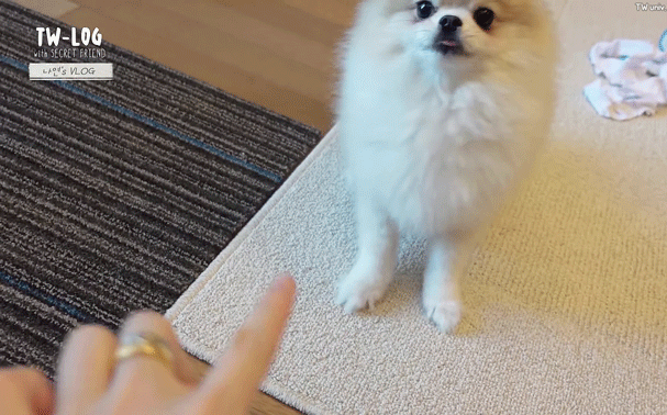 트와이스 나연의 마니또 브이로그(feat. 쿠크+방에 있는 물건 소개) | 인스티즈