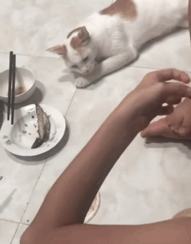 연기력 지리는 고양이 | 인스티즈