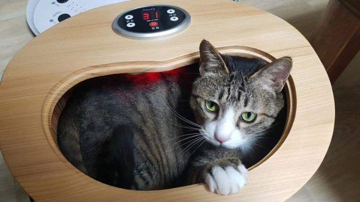 고양이 찜질방 | 인스티즈