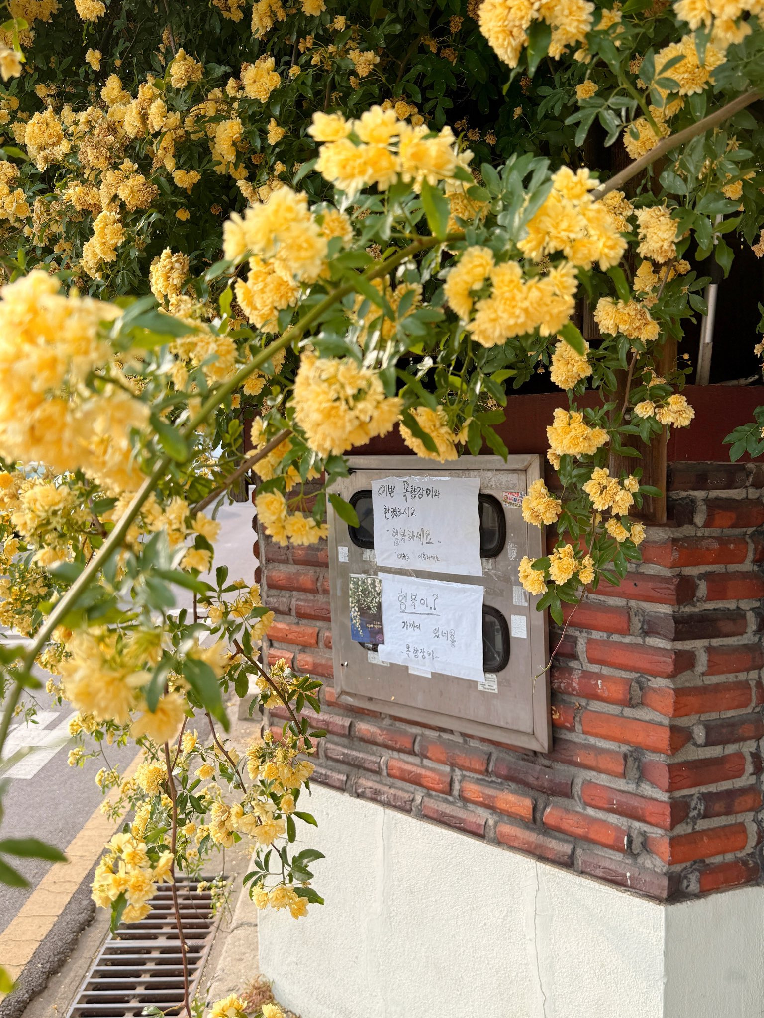 할머니집 근처에 목향장미 가득한 집이 있어 보고옴.twt | 인스티즈