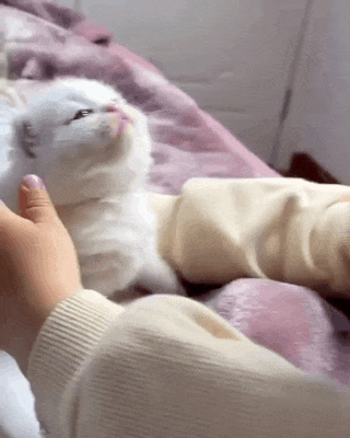 아기와 같이 성장해가는 고양이.gif | 인스티즈