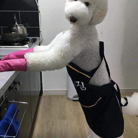 대형푸들 | 인스티즈