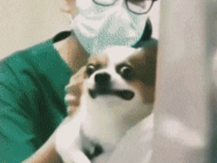 주사 맞기 싫은 댕댕이ㅠㅠ.gif | 인스티즈