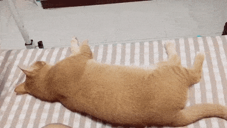 배 만지는 집사한테 발길질하는 고양이.gif | 인스티즈