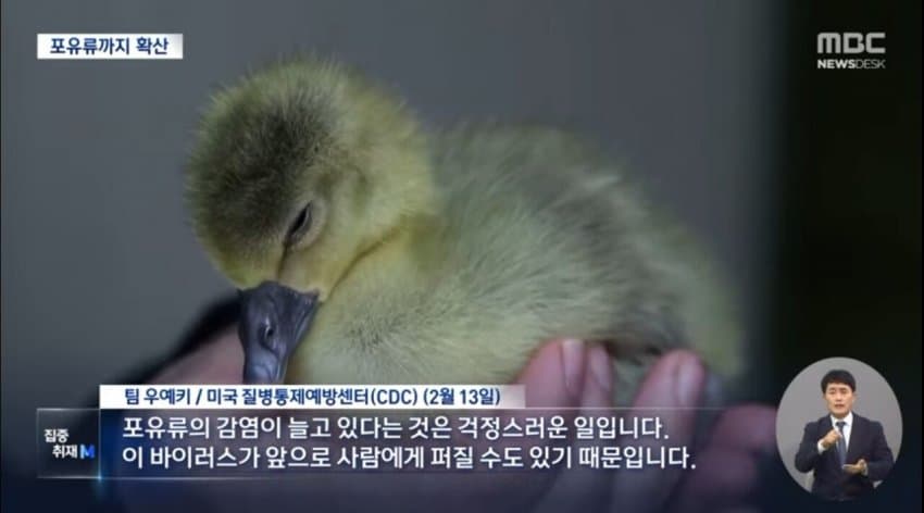 현재 전 세계로 퍼지고 있는 조류 독감.jpg | 인스티즈