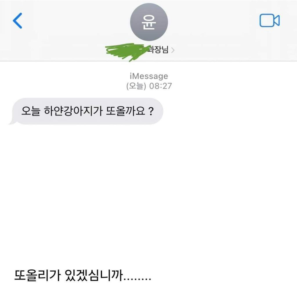 회사에 개인사정때문에 강아지를 데려왔던 직장인 | 인스티즈