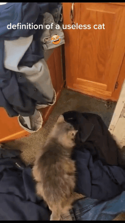 고양이 하나도 쓸모가 없음 | 인스티즈