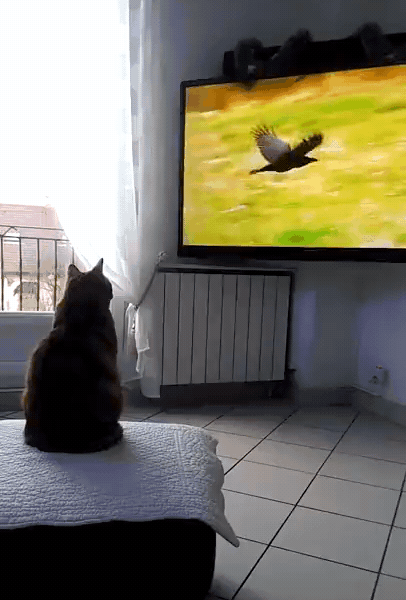 티비보다 겁먹은 고양이 | 인스티즈