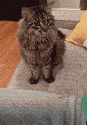 똑똑한 고양이.gif | 인스티즈