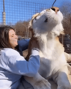 우리 고양이 순하고 착해서 안 물어요 ㅎㅎ.gif | 인스티즈