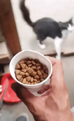 고양이 식사시간.gif | 인스티즈
