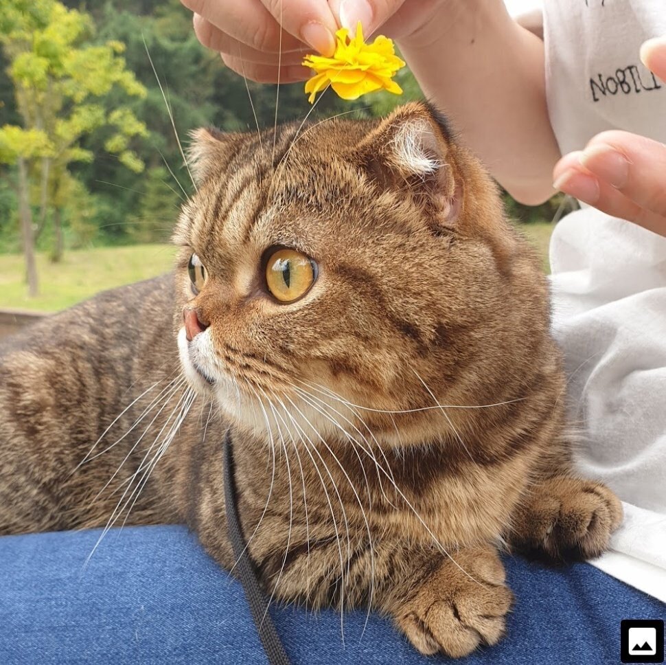 크림히어로즈 루루애오.jpg | 인스티즈
