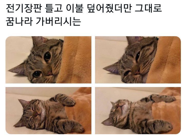 전기장판 틀고 이불 덮어 줬더니 | 인스티즈