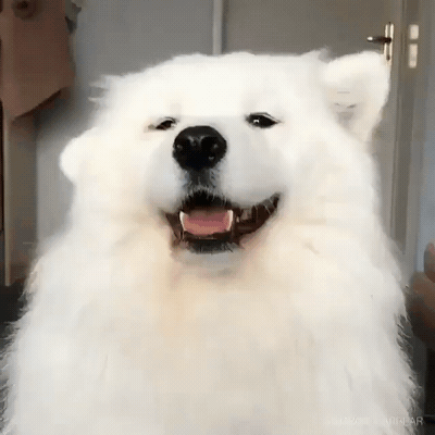 귀여움의 끝판왕 강아지 | 인스티즈