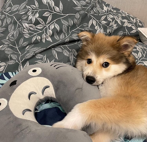 귀엽다고 난리난 배우 이기우가 입양한 유기견.jpg | 인스티즈