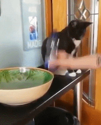 집사들은 아는 평범한 고양이의 모습 | 인스티즈