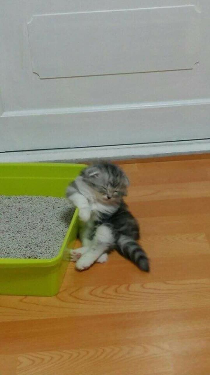 이상한데서 잠들어버린 고양이.jpg | 인스티즈