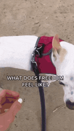 자유의 맛.gif | 인스티즈