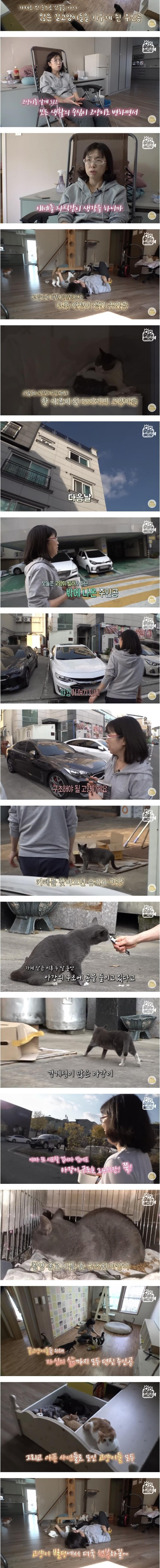 건물 전체가 고양이로 가득 찬 건물주의 삶 | 인스티즈