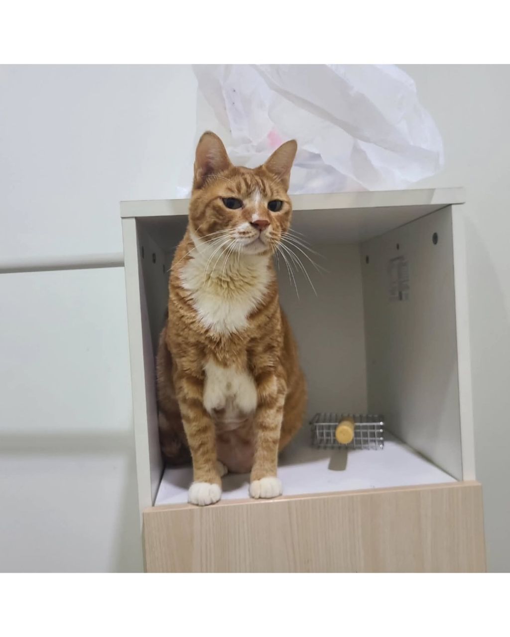 좀비딸에 나오는 고양이 | 인스티즈