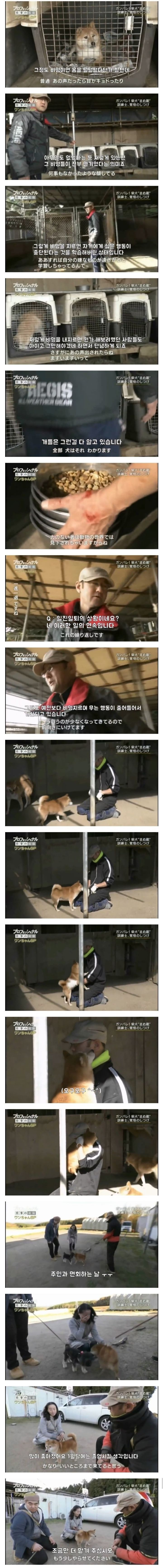 폭행 훈육 시바견 근황 | 인스티즈