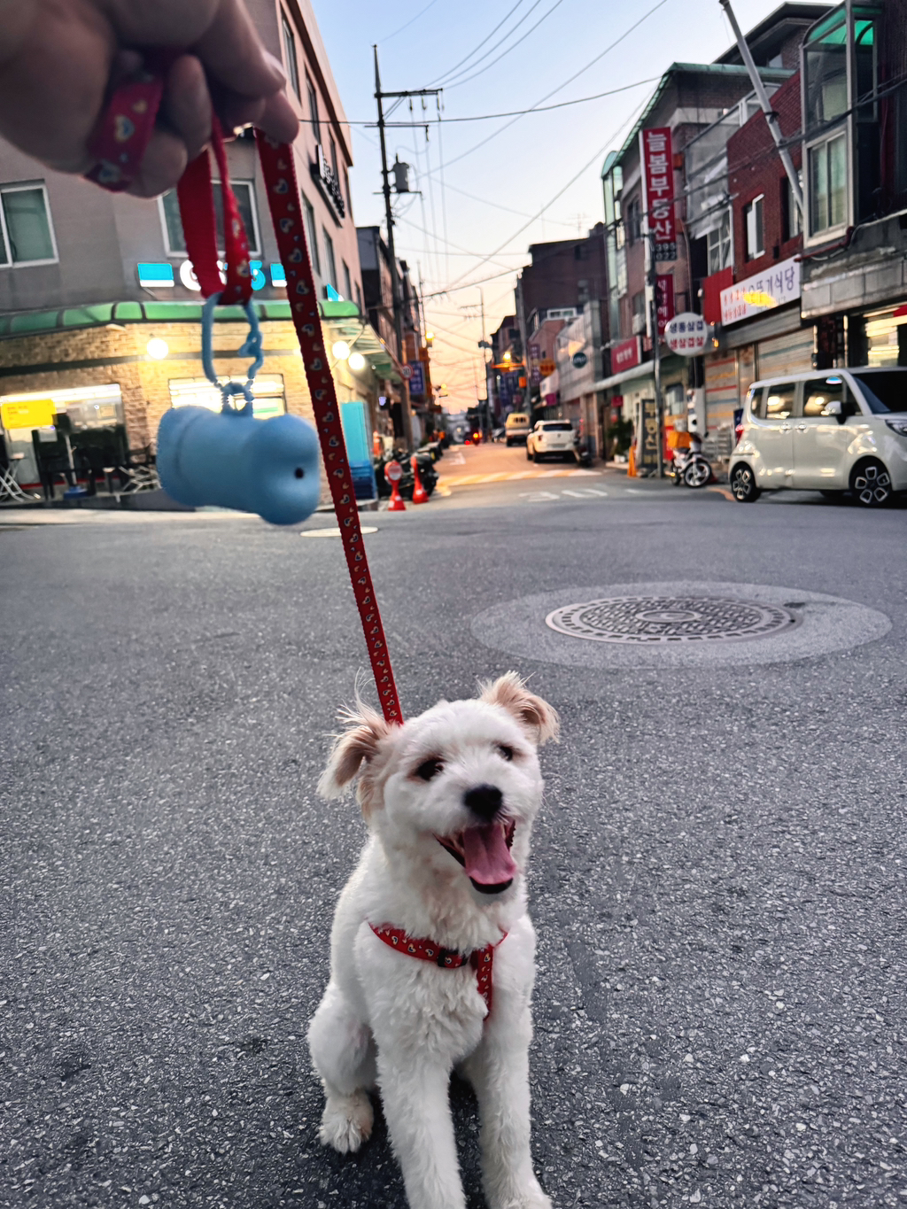 길냥이 길댕이 맘에들면 주워가라길래 주워옴 | 인스티즈