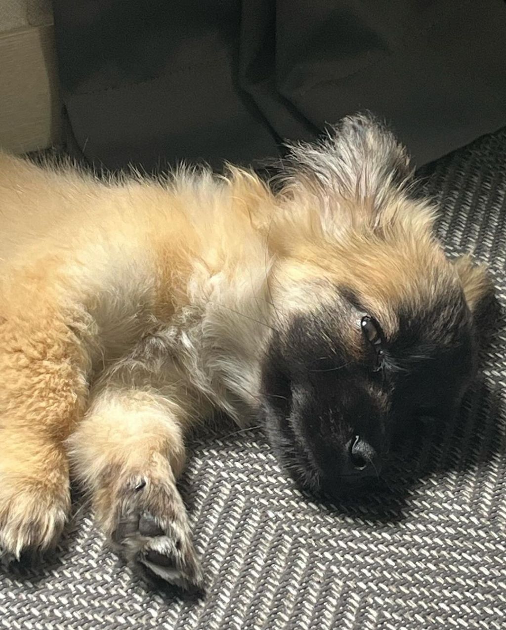 단 며칠만에 인스타 27만 팔로워 찍은 강아지 못생긴 노을이 | 인스티즈