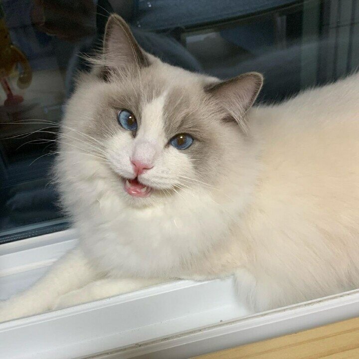 ITZY 예지를 닮은 고양이 | 인스티즈