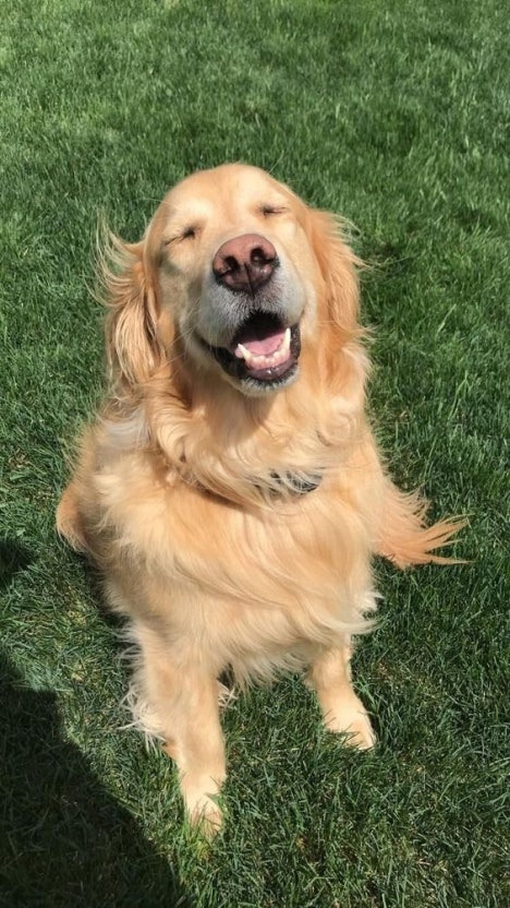 사장이 키우는 리트리버 산책 1시간 시킬때마다 2만원 준다고 하면 함? | 인스티즈