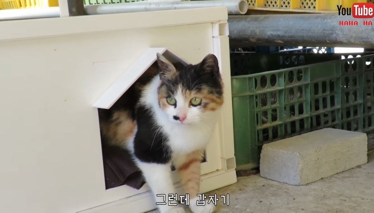 [hahaha] 아기 삼색냥이 인생 최대의 도박 | 인스티즈
