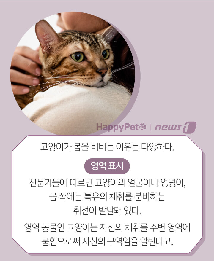 사람 따라다니며 얼굴 비비는 고양이, 왜 그러는 거죠? | 인스티즈