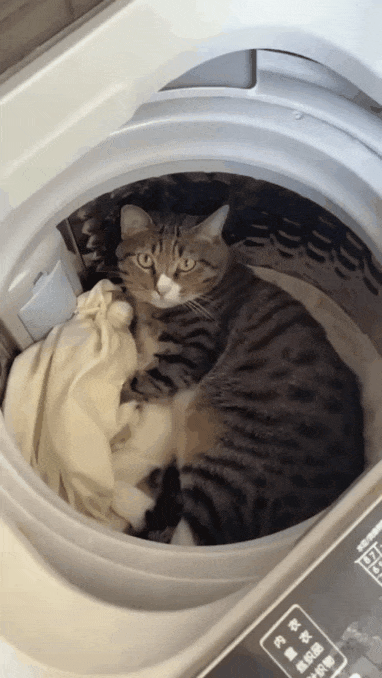 세탁기에 들어간 고양이 나오게 하는 방법.gif | 인스티즈